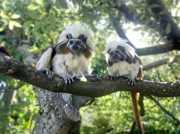 Brooklands Zoo